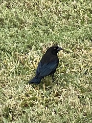 Molothrus aeneus