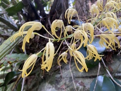 Dendrobium speciosum