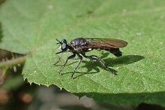 Laphria canis