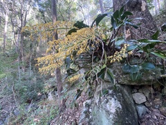 Dendrobium speciosum