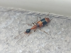 Ophionea indica