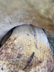 Boletus edulis grandedulis