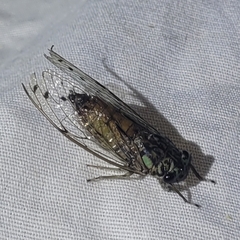 Neocicada hieroglyphica