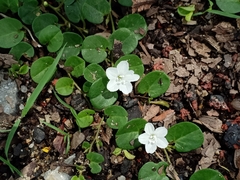 Evolvulus nummularius