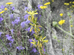 Asphodeline lutea