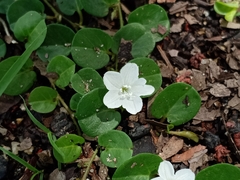 Evolvulus nummularius