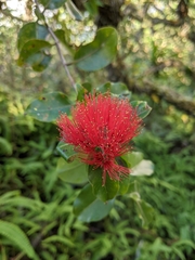 Metrosideros collina