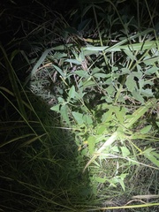 Euphorbia davidii