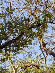 Metrosideros collina