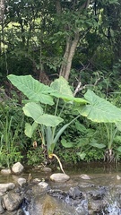 Xanthosoma