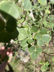 Cytisophyllum