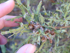 Genista tridentata