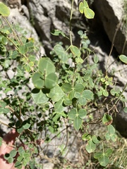 Cytisophyllum