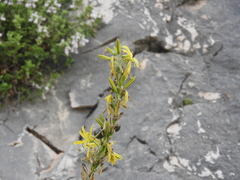 Asphodeline lutea