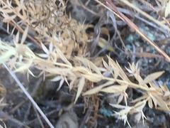Lysimachia linum-stellatum