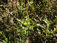 Genista tridentata
