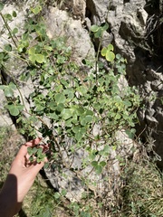 Cytisophyllum