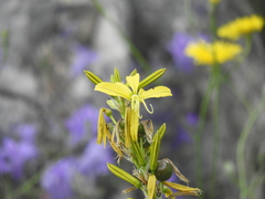 Asphodeline lutea