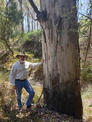 Eucalyptus tereticornis