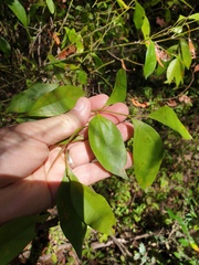 Cryptocarya triplinervis