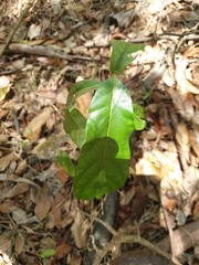 Cryptocarya