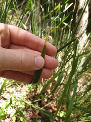 Lomandra hystrix