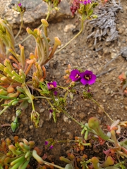 Cistanthe