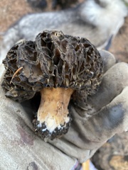 Morchella exuberans