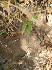 Oplismenus hirtellus