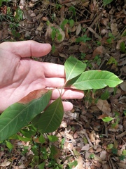 Rhodomyrtus psidioides