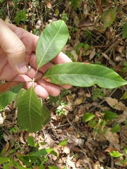 Rhodomyrtus psidioides