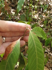 Rhodomyrtus psidioides