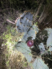 Opuntia lindheimeri