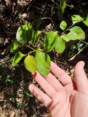 Cryptocarya triplinervis