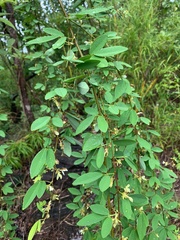 Dendrolobium lanceolatum