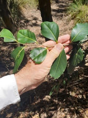 Diospyros fasciculosa