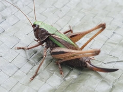 Metrioptera brachyptera