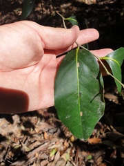 Diospyros fasciculosa