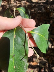 Diospyros fasciculosa