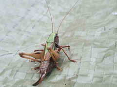 Metrioptera brachyptera