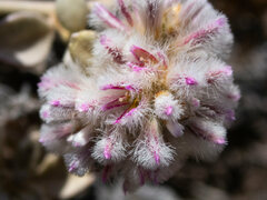 Ptilotus