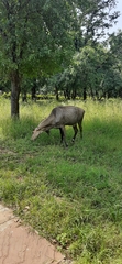 Boselaphus tragocamelus