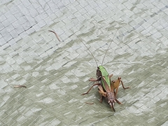 Metrioptera brachyptera