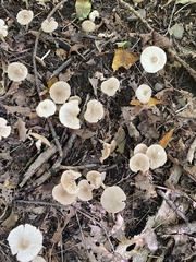Entoloma