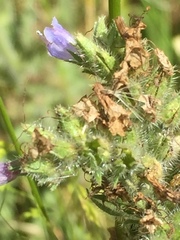 Echium lusitanicum
