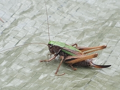Metrioptera brachyptera