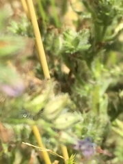 Echium lusitanicum