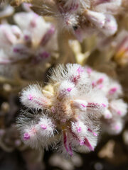 Ptilotus