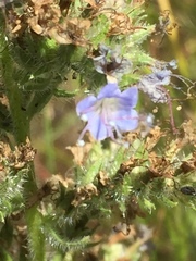 Echium lusitanicum