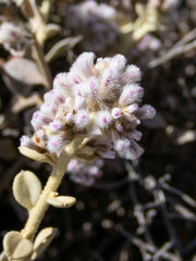 Ptilotus